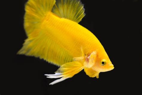 Kampffisch M Nnlich Yellow Dragon Plakat Betta Splendens