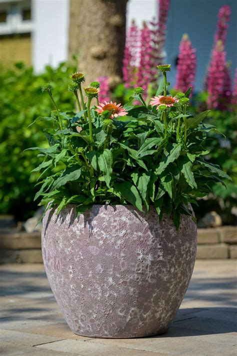 glazed passion  pottery