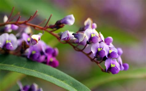 Macro Photography Of Purple Petaled Flower HD Wallpaper Wallpaper Flare