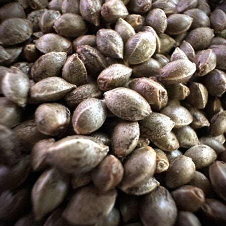 Bulk Seeds