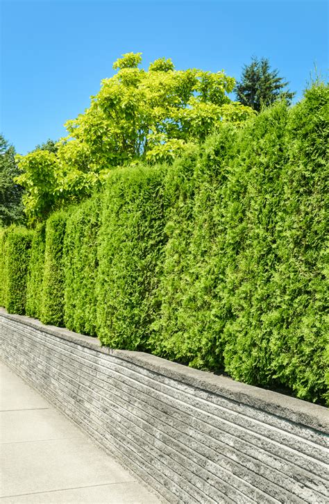 Best Plant Privacy Fence For Small Room | Home decorating Ideas