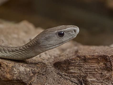 9 Fakta Ular Black Mamba Hewan Mitos Yang Mengerikan Dari Afrika