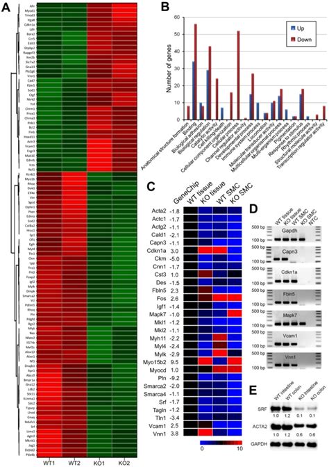 A Gene Expression Data Was Obtained Using Affymetrix Genechip Mouse