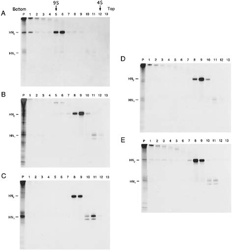 Sucrose Gradient Sedimentation Analysis Of Nh 2 Terminal S A Deletion