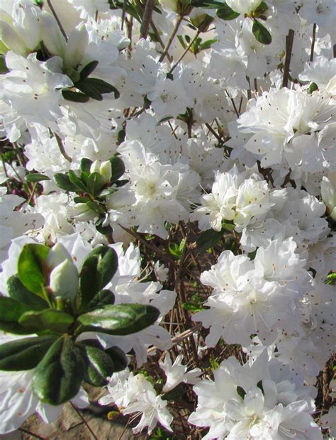 The Woodlands Tx Flowers | Best Flower Site