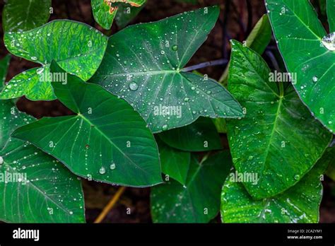 Arbi plant hi-res stock photography and images - Alamy