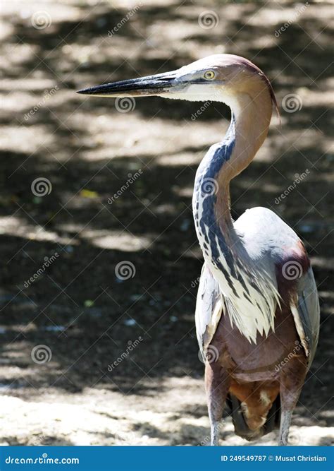 Closeup Goliath Heron Standing On Ground Stock Image Image Of Brown