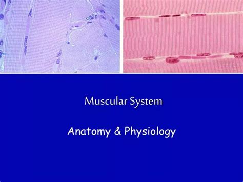 Ppt Muscular System Powerpoint Presentation Free Download Id313166