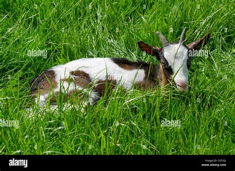 Capra Capra Aegagrus Hircus Stockfotos Und Bilder Kaufen Alamy