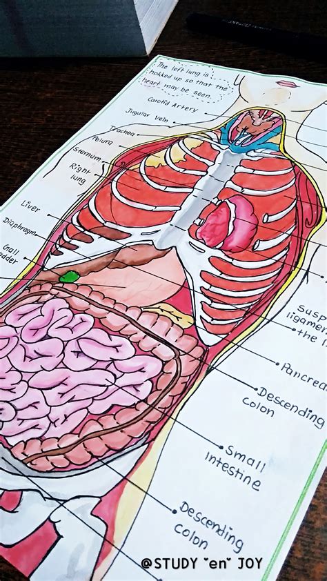 Biology Lessons Biology Notes Science Notes Nursing School Studying