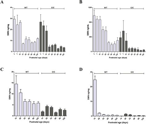 SMN protein levels in WT and C/C-allele SMA mice of different ages. SMN ...