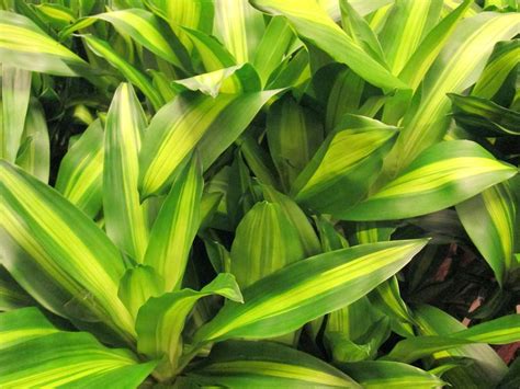 How To Grow And Care For Corn Plants Dracaena Fragrans