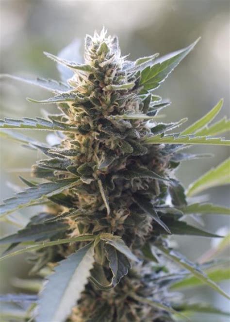 Northern Lights X Skunk Strain Info Northern Lights X Skunk Weed By G13 Labs Growdiaries