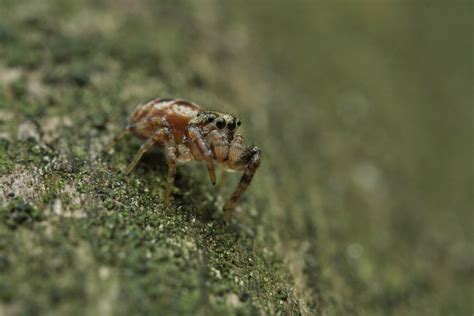 Common White Cheeked Jumping Spider From Milton On Canada On