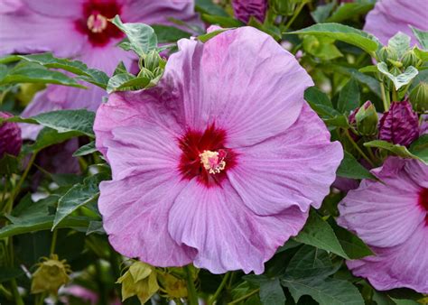 Hibiscus Lilac Crush Rose Mallow All You Need To Know