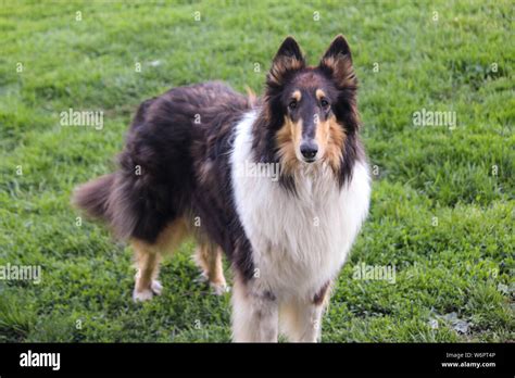 Tri Color Rough Collie Standing on Grass Stock Photo - Alamy