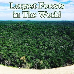 10 Largest Forests In The World Why Are They Famous