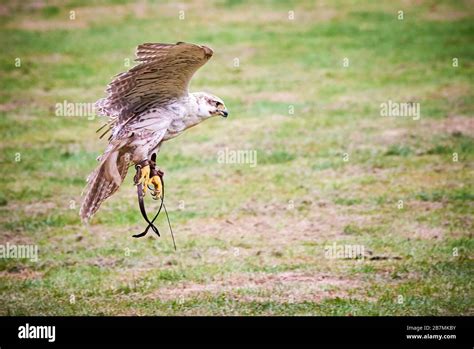 Saker falcon in flight (Falco cherrug), Falconry Stock Photo - Alamy