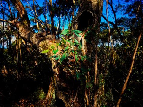 Rbol De Eucalipto Viejo Nudoso Con Nuevo Crecimiento De La Hoja En Sol