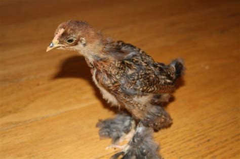 Please Help Sex My Bantam Cochins Pic Heavy BackYard Chickens