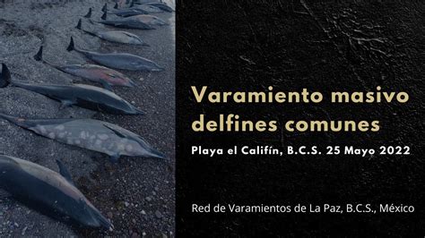 Varamiento de delfines comunes de rostro corto Playa El Califín La