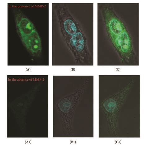 Fluorescent Confocal Imaging Of Cell Internalization Of Fitc Icreka And Download Scientific