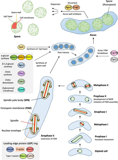 Sporulation A Response To Starvation In The Fission Yeast