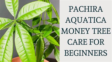 How To Care For Pachira Aquatica Plant Money Tree Pachira Aquatica