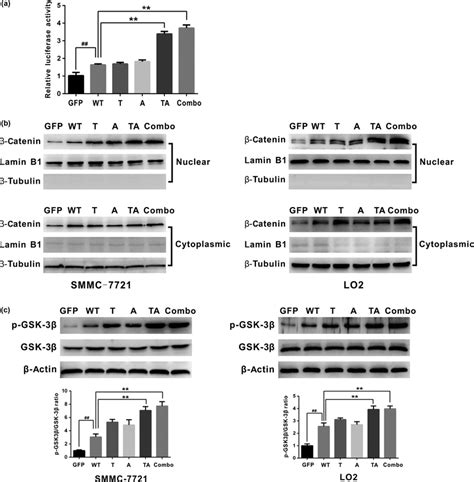 Hbx Mutations T1753v A1762t G1764a And T1768a Activate The