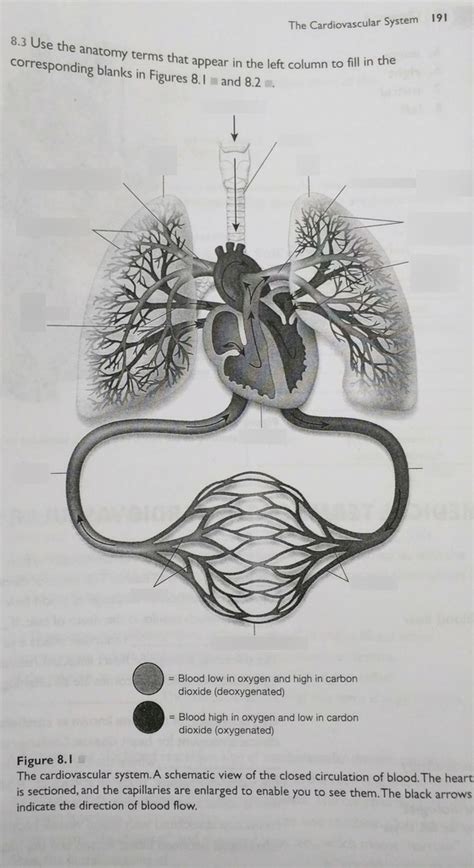 Chapter 8 Medical Terminology BtisamLinzi