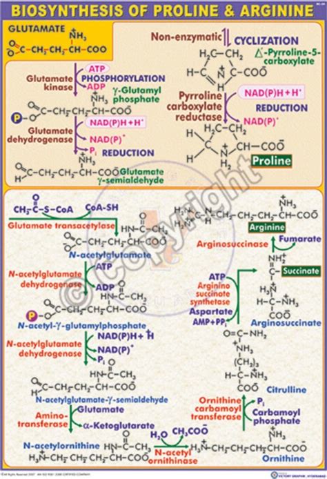 Victory Graphik | BC-23 Biosynthesis of Aromatic Amino Acids (from ...