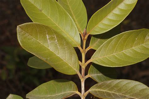 Psidium Guineense Sw Guayaba Gria World Flora Pl Ntnet Identify