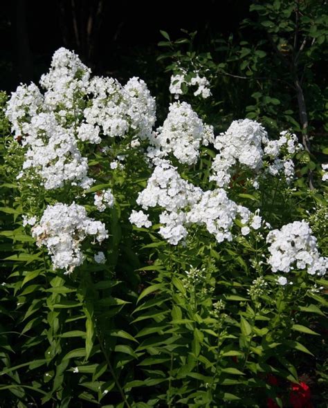 Phlox Paniculata White Admiral Phlox Paniculata White Admiral