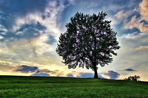 Single Tree At Sunset Photograph By Walter White Pixels