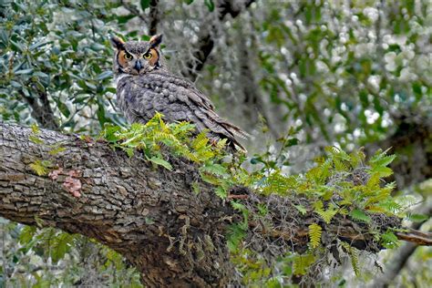 Great Horned Owl by KennethCarson on DeviantArt