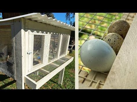 The New Quail Coop Is Finished Out Of Eden Quail Coop Quail