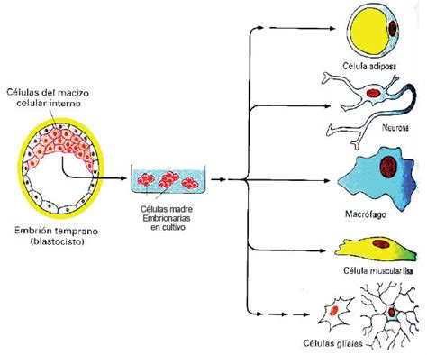 ¿qué Son Las Células Madre Blog De Biología