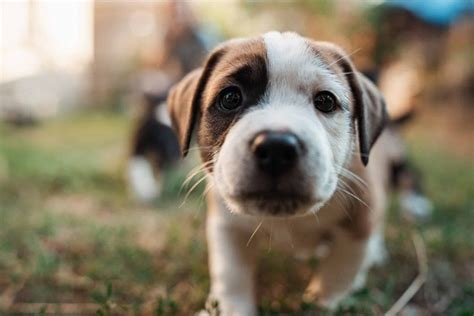 Cuanto Deben Ganar Los Cachorros Cada Dia