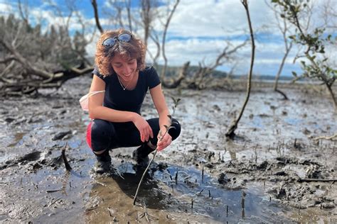 Mangroves Killed During Black Summer Bushfires Near Batemans Bay Are