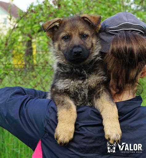 German Shepherd Puppies For Sale Valor Protection Dogs