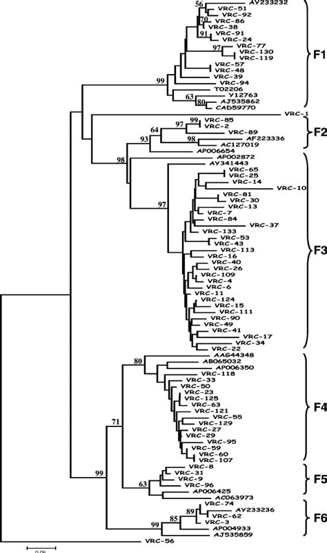 Phylogenetic Analysis Of Deduced Amino Acid Sequences Corresponding To