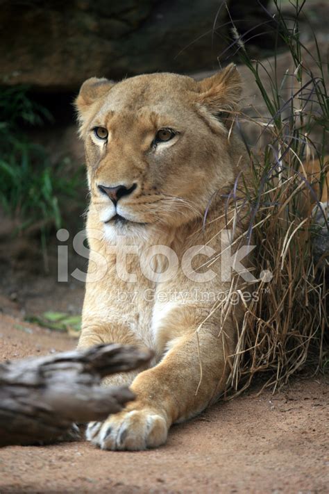 Lioness Portrait Stock Photo Royalty Free Freeimages