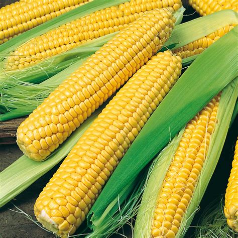 Buy Sweet Corn Golden Bantam Organic Seeds Organic Gardening