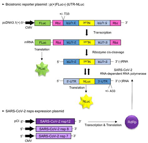 Biomedicines Free Full Text SARS CoV 2 RdRp Inhibitors Selected