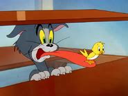 Cuckoo | Tom and Jerry Wiki | Fandom