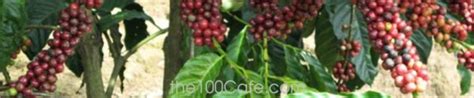 Unwashed Robusta Coffee Beans Screen 18 Vietnamese Coffee Beans