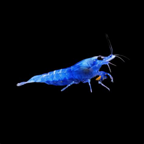 Blue Diamond Shrimp Neocaridina Cm Sims Tropical Fish Tropical