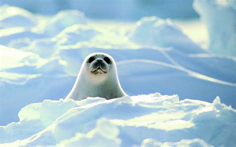 Download Cute Harp Seal Earth Animal Seal Hd Wallpaper