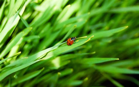 Lady Bug On Grass By Reidp On Deviantart