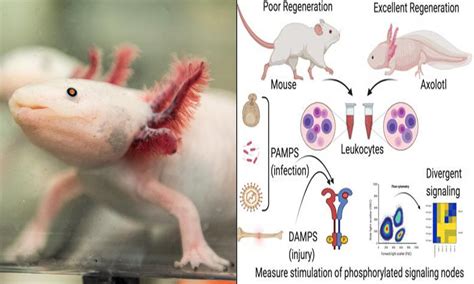 Can Any Mammals Regenerate Limbs? Exploring Natures Regeneration Wonders